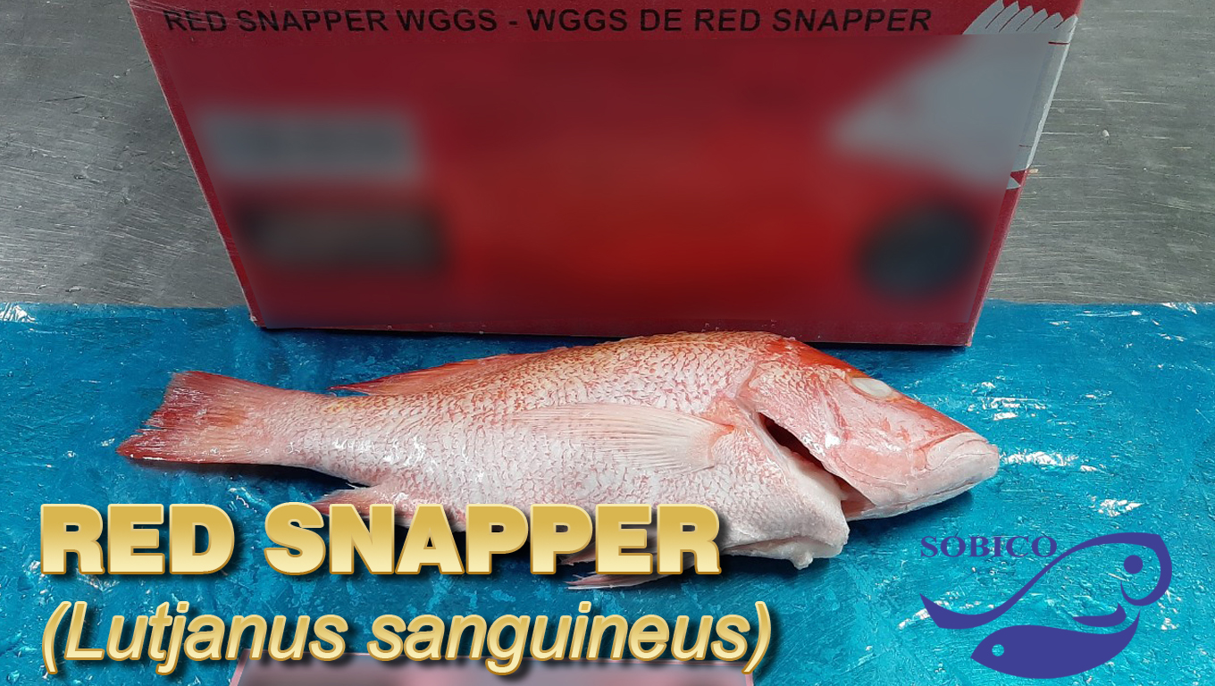 red_snapper_1