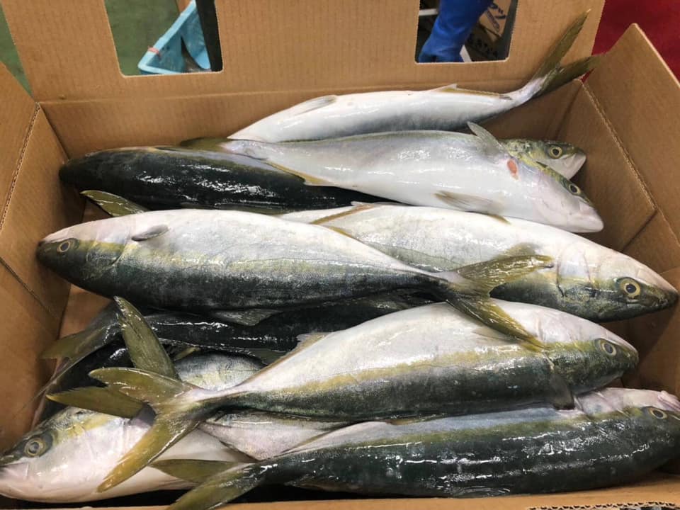 king_fish_7