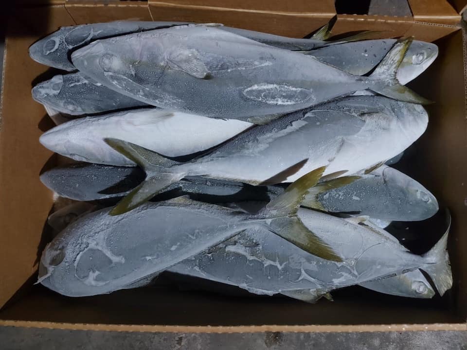 king_fish_7