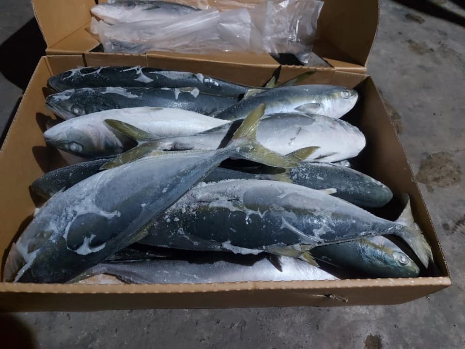 king_fish_7