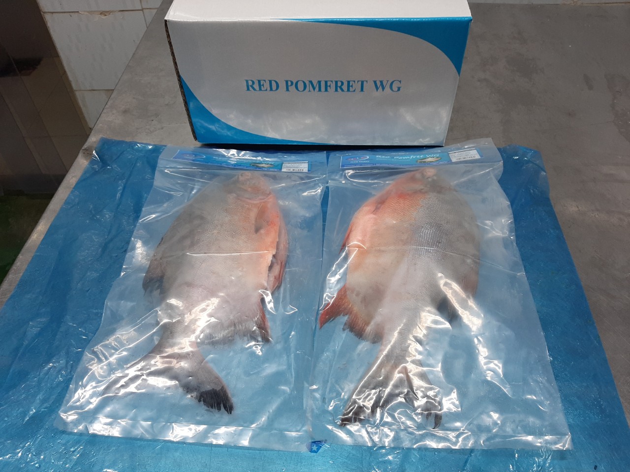 red_pomfret_6