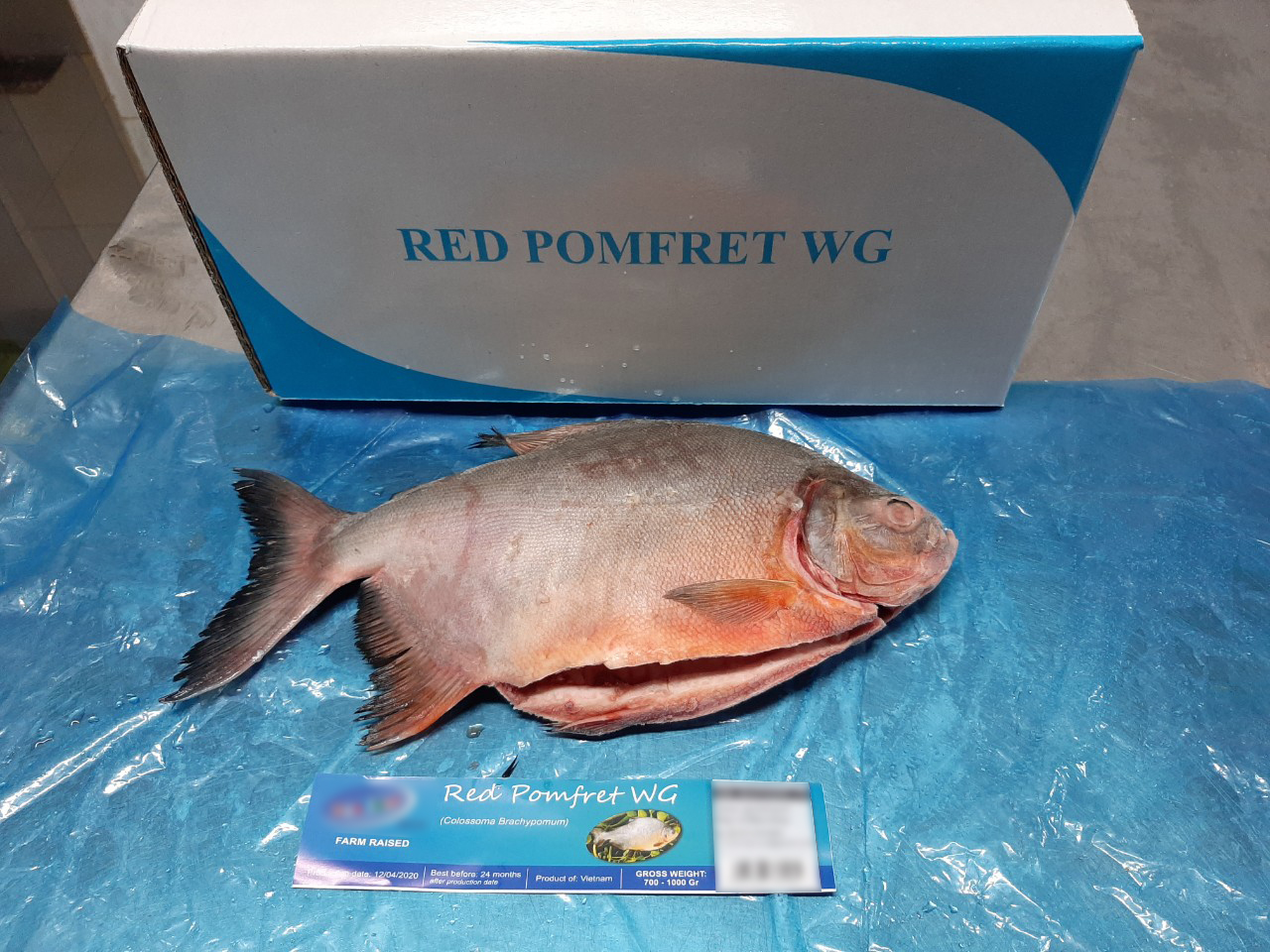 red_pomfret_6