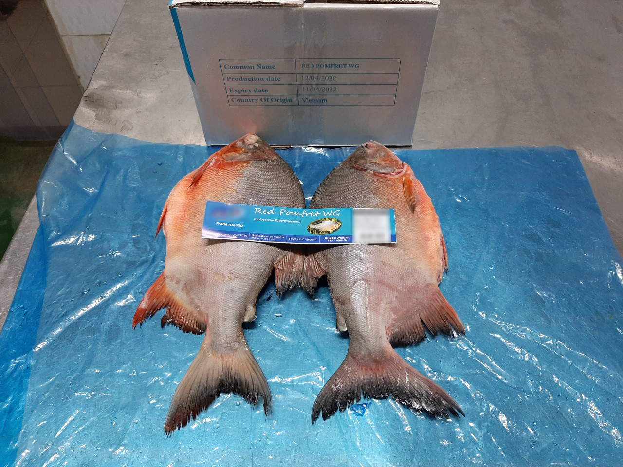 red_pomfret_6