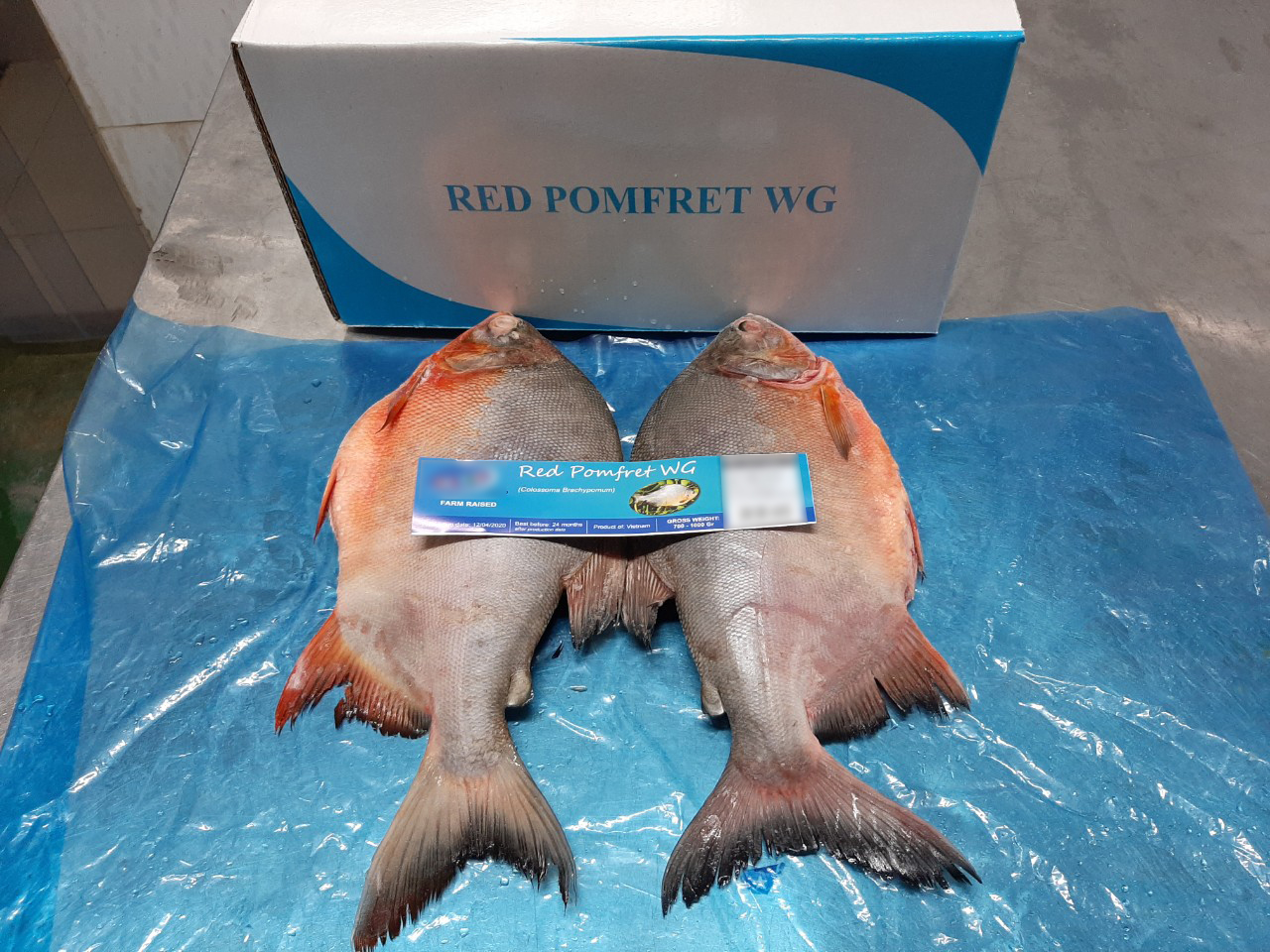 red_pomfret_6