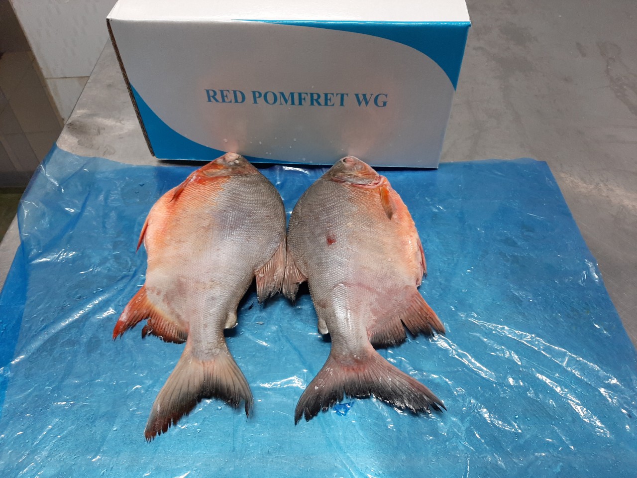 red_pomfret_6