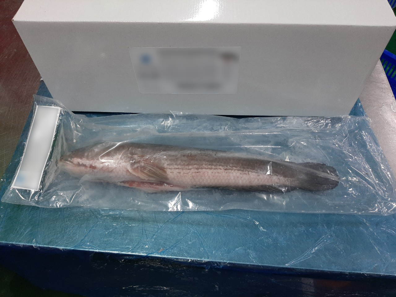 SNAKEHEAD