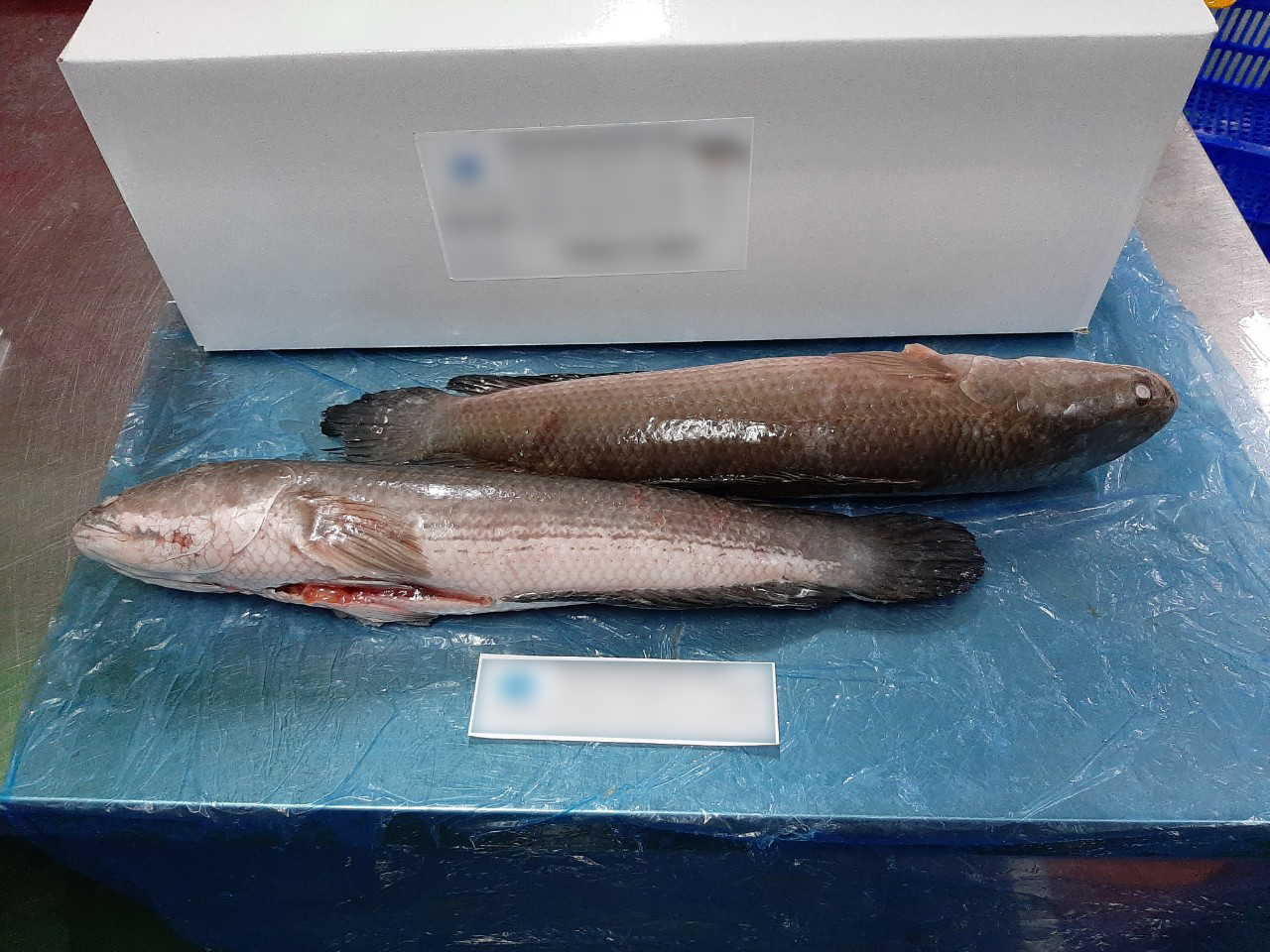 SNAKEHEAD