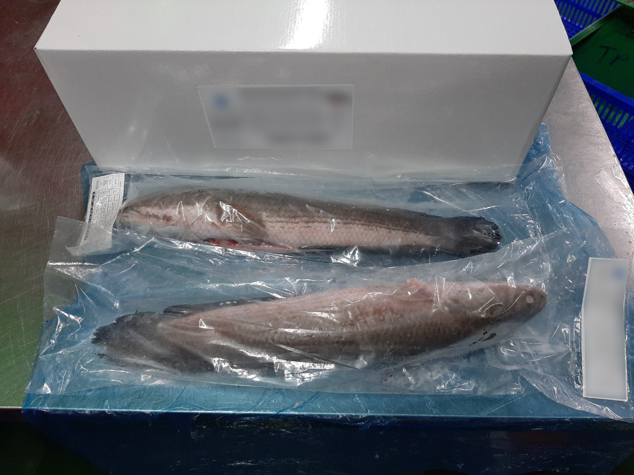 SNAKEHEAD