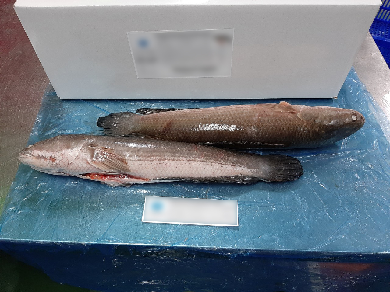 SNAKEHEAD