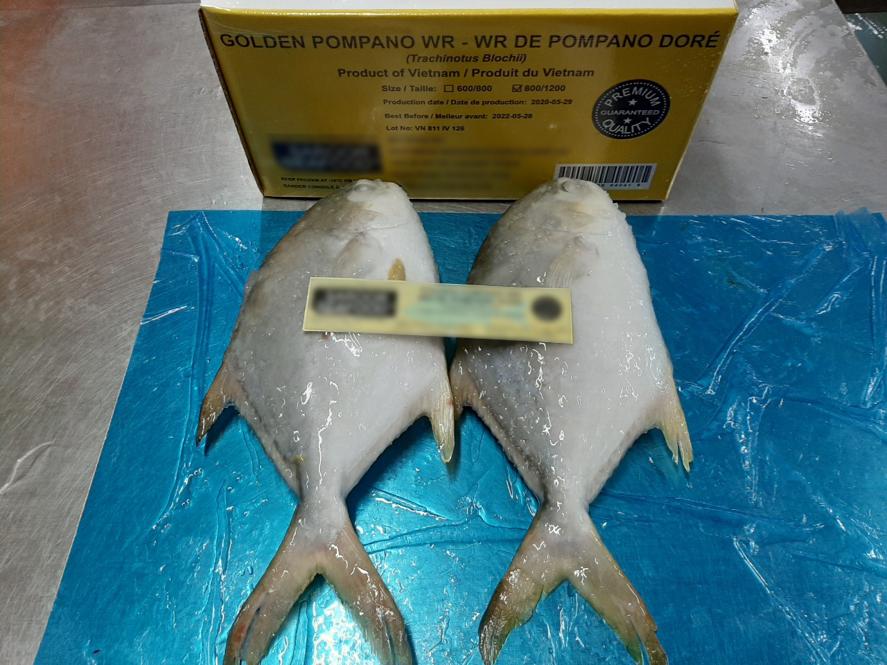 golden_pomfret_1