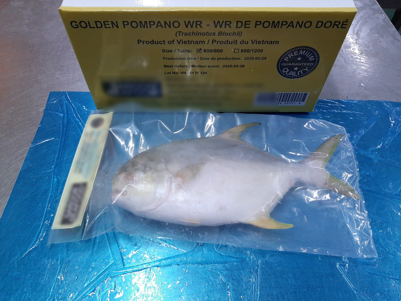 golden_pomfret_1