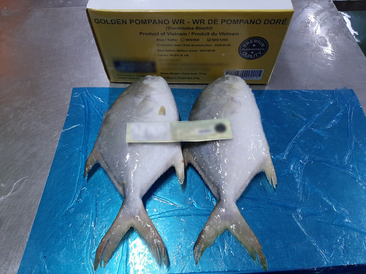golden_pomfret_1