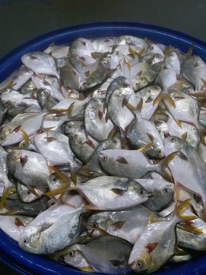 golden_pomfret_1