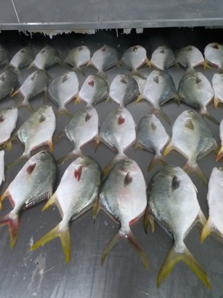 golden_pomfret_1