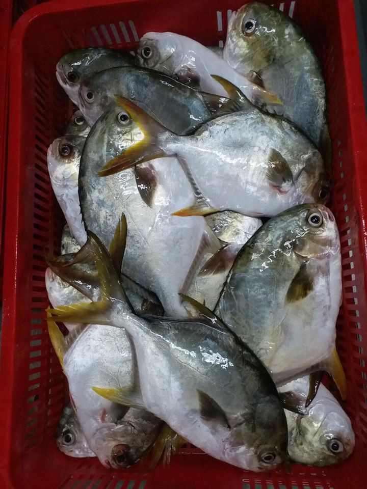golden_pomfret_1