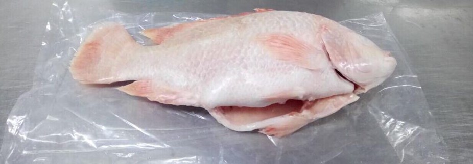 red_tilapia_3