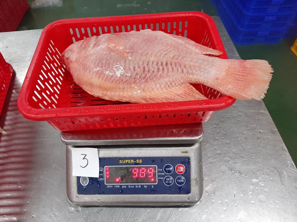 red_tilapia_3