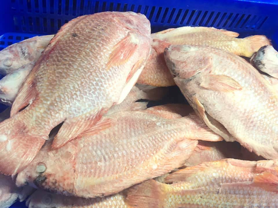red_tilapia_3