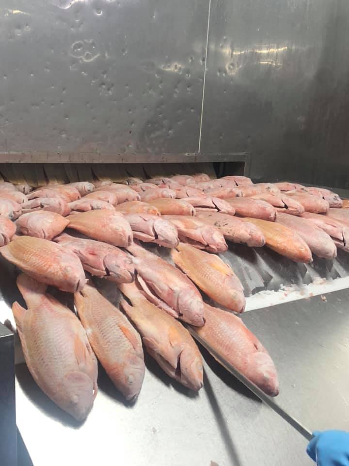red_tilapia_3