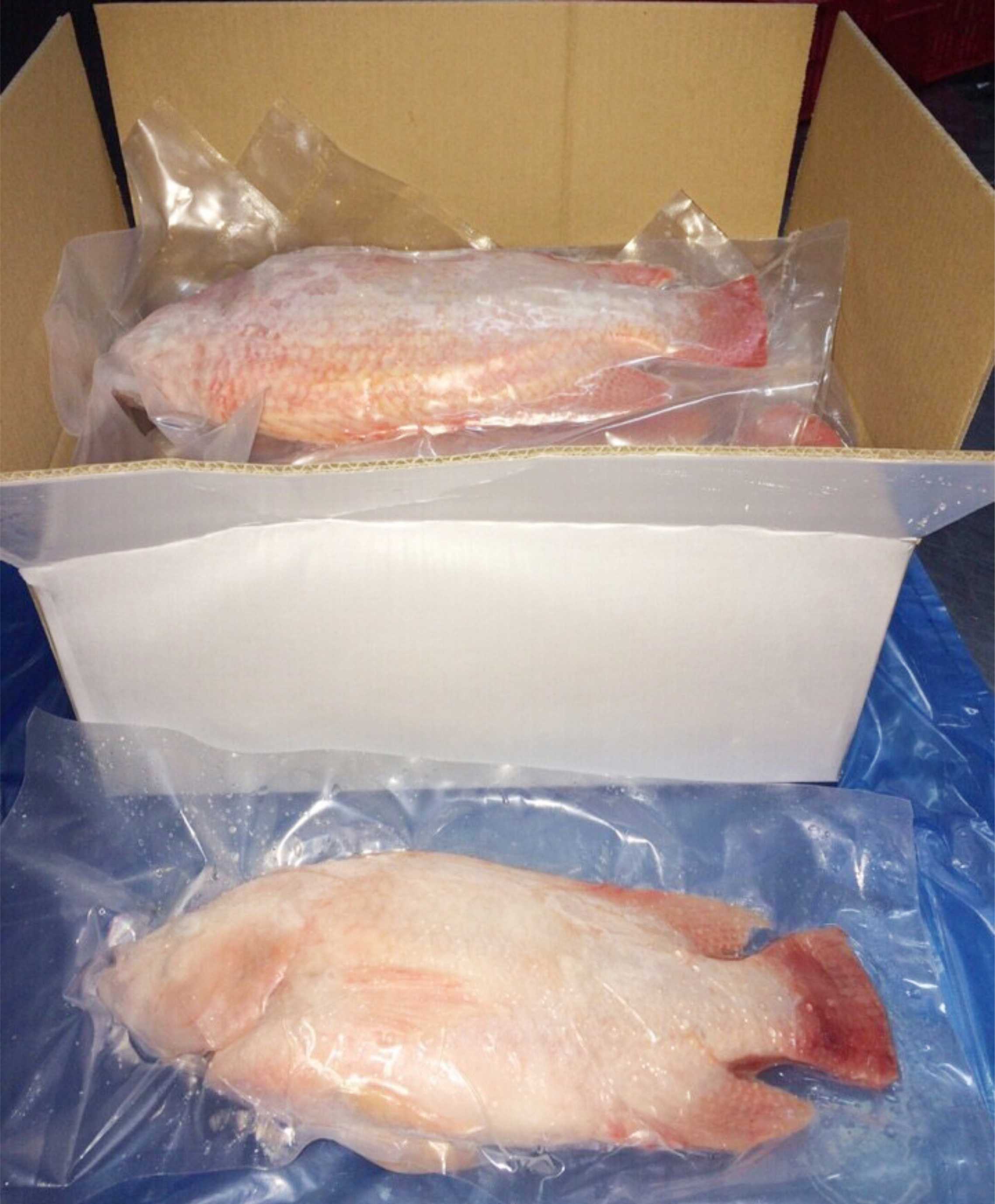 red_tilapia_3