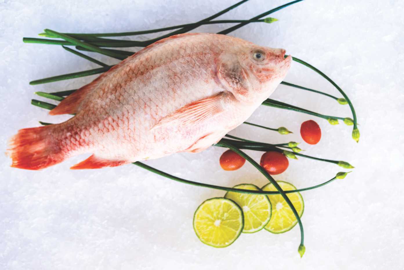 red_tilapia_3