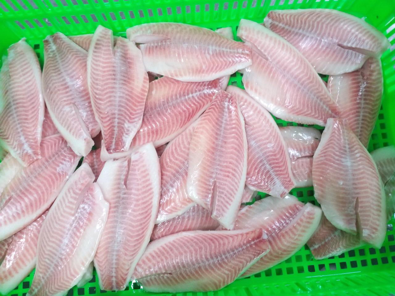 red_tilapia_3