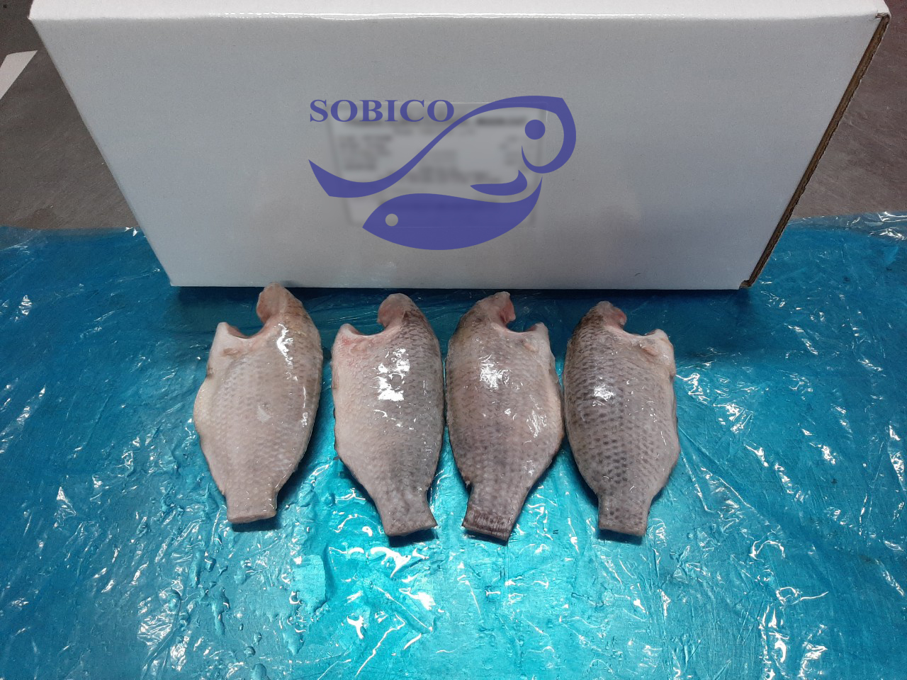 B_TILAPIA_MC_1