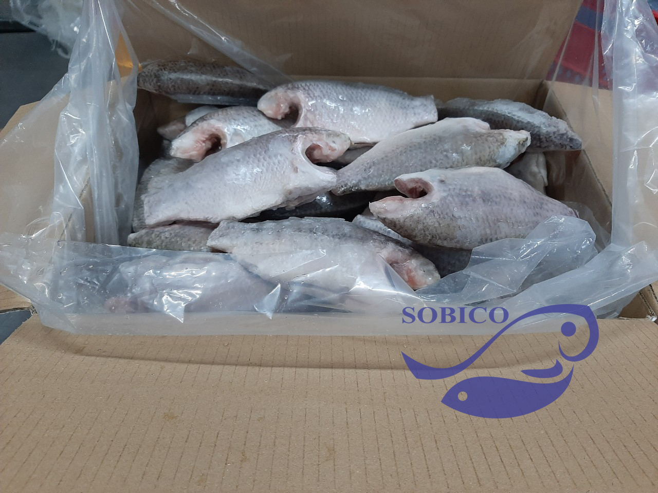 B_TILAPIA_MC_1