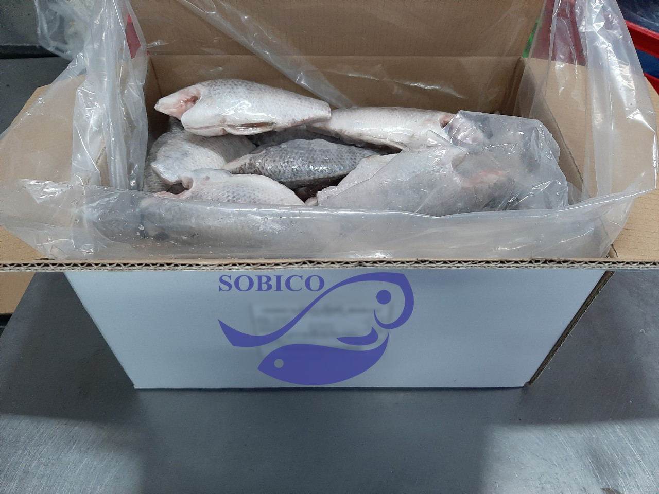 B_TILAPIA_MC_1