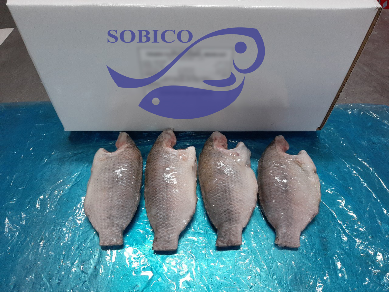 B_TILAPIA_MC_1