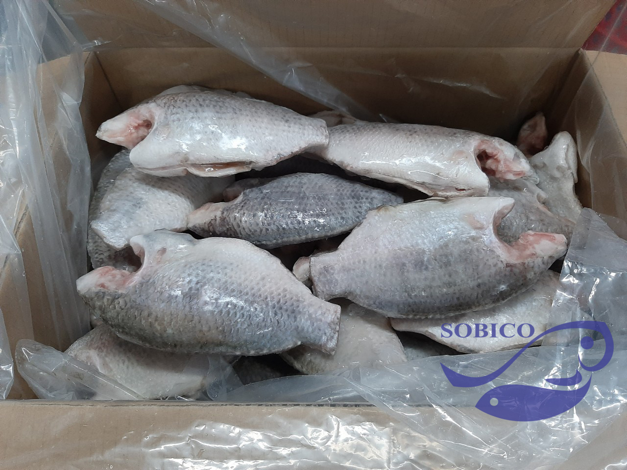 B_TILAPIA_MC_1