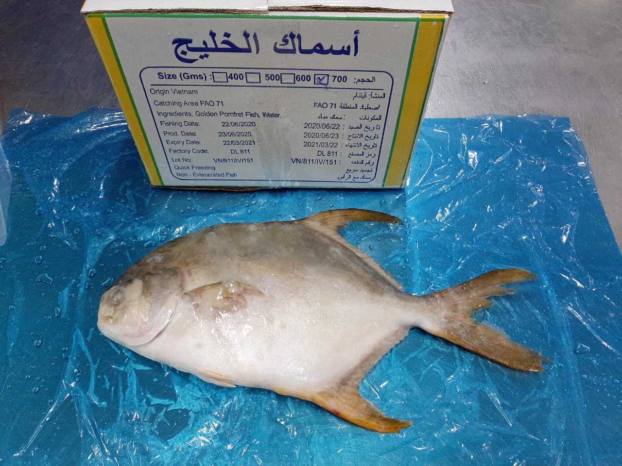 goden_pomfret_2
