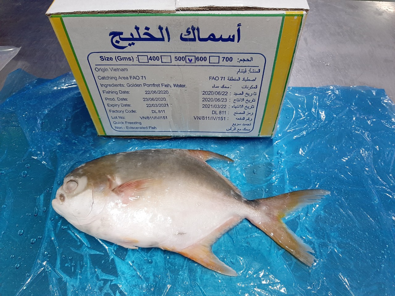 goden_pomfret_4