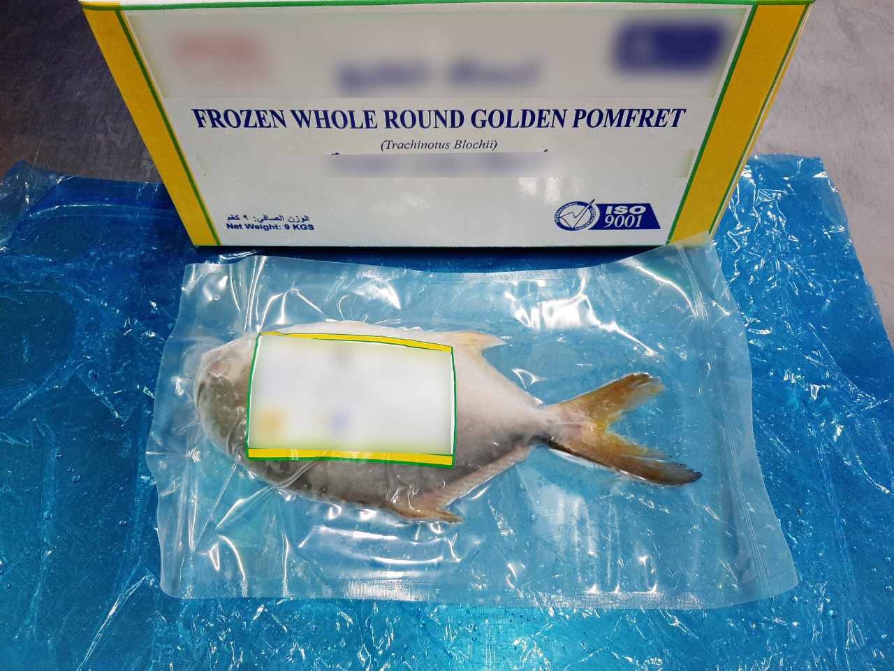 goden_pomfret_6