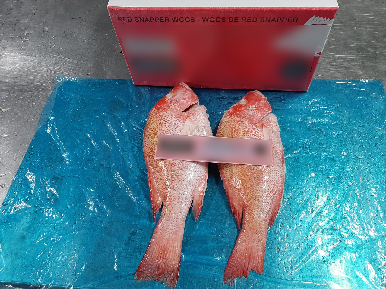 red_snapper_7
