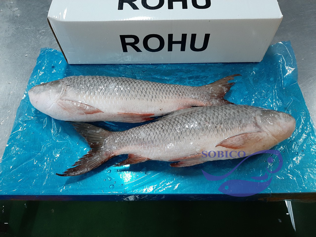 rohu_wr2